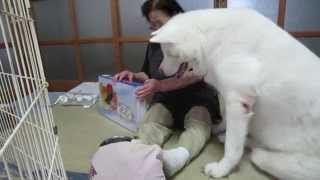 【秋田犬げんき】お婆さんとお中元を開封する【akita dog】