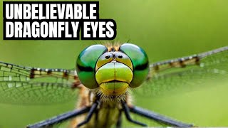 I Discovered the SHOCKING Reason Dragonflies Have Gigantic Eyes!