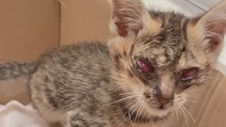 【保護猫】目の開かない子猫を拾いました〜保護猫成長記録〜 ⚠️痛々しい場面が映ります