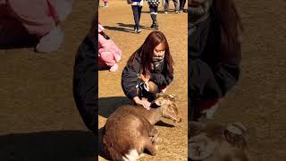 奈良の鹿と触れ合いを楽しむ外国人観光客🫎