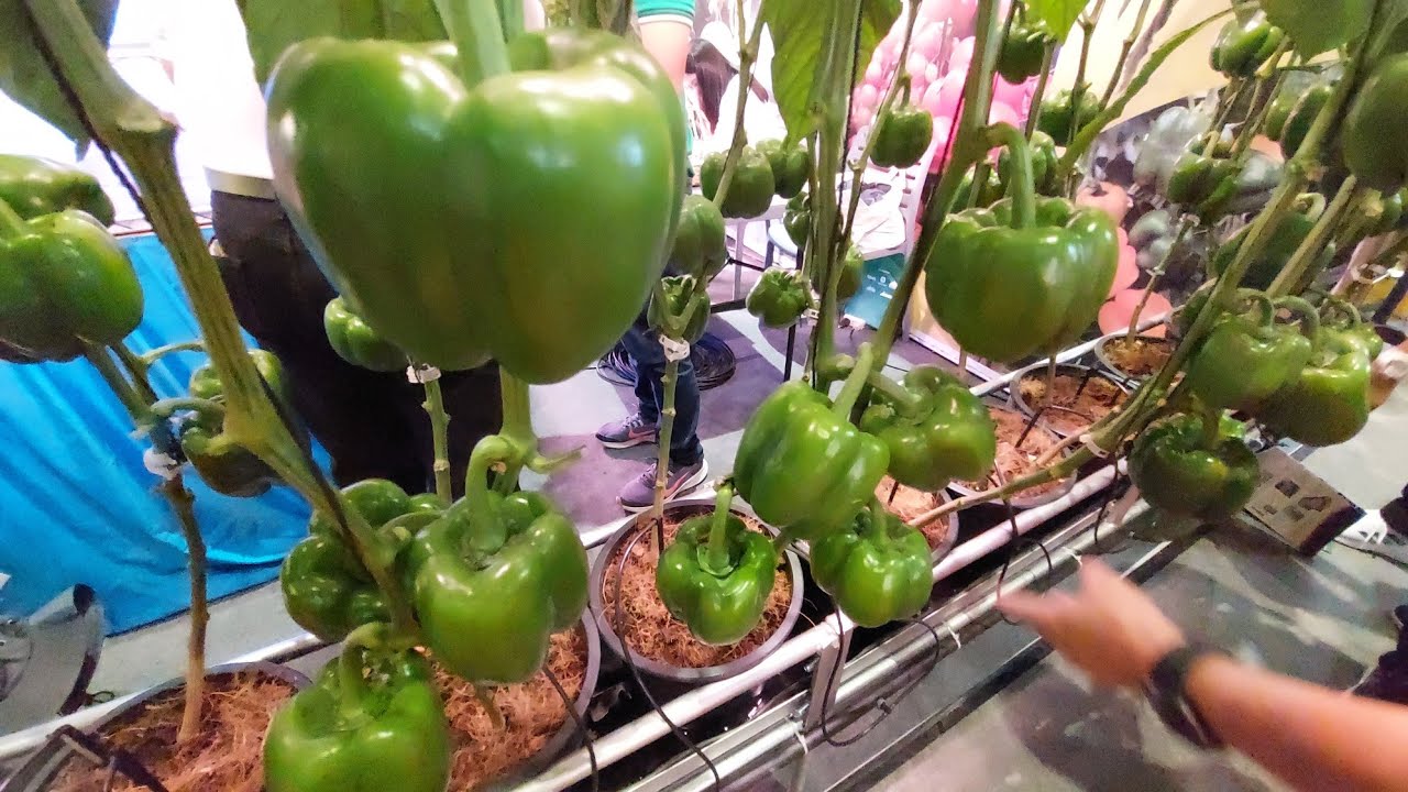 Bell Pepperрџ Farming Using Drip Irrigation Technique Smart