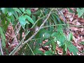 4k ウグイス（1）笹鳴き japanese bush warbler wild bird 野鳥 動画図鑑