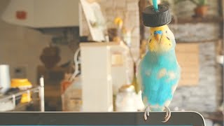 大好きなキャップを被り「ぶー」と言うインコ