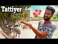 I Found These inocent Small Chicks|| Pets vlog