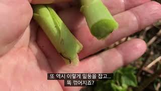 얼마나 자랐나?눈개승마 살피러 왔어요