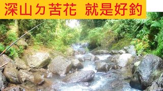 深山ㄉ苦花 就是好釣 @下次好天氣一定再來