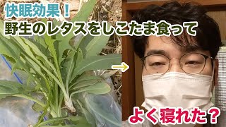 不眠症に効く雑草！？たくさん食べて効果を検証