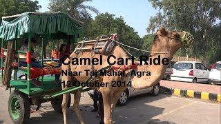 Camel Cart Ride in Agra