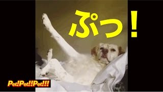 【ぷっ！】犬と会話する男！ちょっと危ないヤギをシカト！足を散歩する犬？