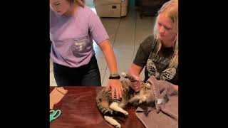 How to splint  a cat’s broken leg.