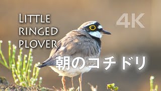 野鳥撮影・ 朝日の中の「コチドリ」 4K