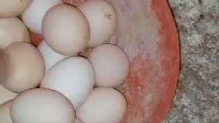 أعلى معدل جمع بيض للفراخ البلدى  هى البلدى الحر واعلى تفريخ كتاكيت