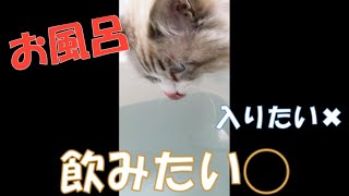 お風呂飲みたいねこさま