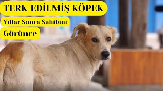 Terk Edilmiş Köpek Yıllar Sonra Sahibiyle Karşılaşıyor !!!