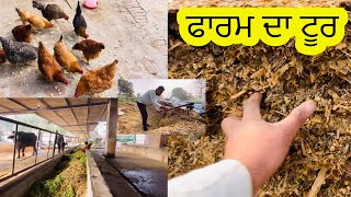 Cow farming//ਪਸੂਆ ਦੇ ਫਾਰਮ ਦਾ ਟੂਰ//SEERA DHILLON