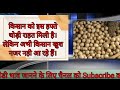 ujjain mandi soyabean bhav indaur l mandi soyabean bhav l mandsaur mandi soyabean bhav