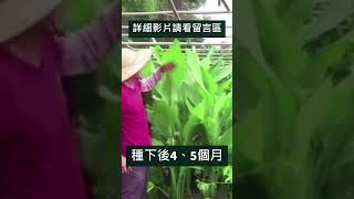 如何種薑黃？