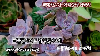 호산나다육 군생들 업고왔어요💕💕 아란타2천 퍼플딜라이트2개5천  💜살루 당인은 사이즈대박!!#언박싱