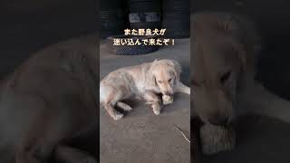 また近所の野良犬が迷い込んできたよー！ #shorts