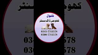 Khoji Dog in Khanewal • Okara | Khoji Kutta Multan • Khanewal • Fauji Dogs