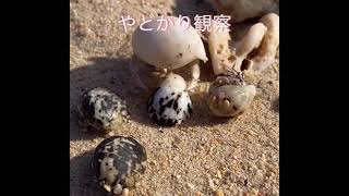 ヤドカリ観察してみた　沖縄の海