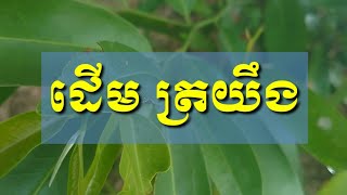 ដើម ត្រយឹង / Deum Troyeung , Black Hill Plants