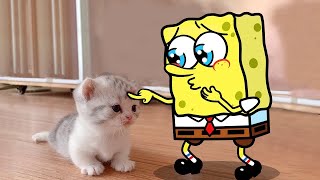 Aww, Melt your Heart !! Little Kitten vs Spongebob Animation 😾🐶 Funniest Cats And Dogs Videos