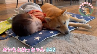 【おいもと坊っちゃんの日常#42】お昼寝中も子守りする柴犬 . . . 👶🏻💤🐕（たまにペロペロしたりくつろいだり🤣