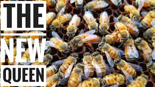 All Hail the (NEW) Queen | Inspection \u0026 Queen Check | Beekeeping