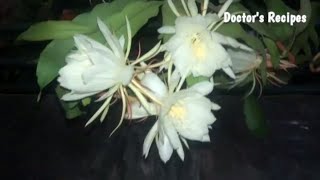 Blooming of Nishagandi | Nishagandhi flower/Nishagandhi/Queen of the night |Doctor`s Kitchen Recipes