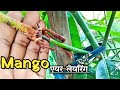 How to air layering mango tree | unique mathad to grow mango from airlayering