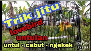 setingan lovebird untulan , trik cabut pasang LOVEBIRD PASANGAN | cara mudah setingan lovebird gacor