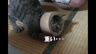 【小梅】ガムテに突っ込むも抜け出せず主に助けを求める小梅ちゃん　Today's cat　2019/03/17