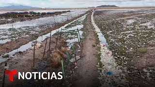 Planeta Tierra: La totora ayuda a descontaminar este lago boliviano | Noticias Telemundo