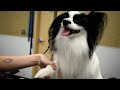 papillon foot trim