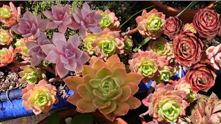 Common But Beautiful Succulents | TALK ABOUT SUCCULENTS #4 | Growing Succulents with LizK