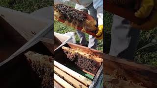 #ilk baharda kovan değişimi #renovação de colmeia#arıcılık #beehive renovation