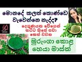 Moringa Hair Mask | මුරුංගා කොළ මාස්ක් | Murunga Kola Hair Mask | Moringa for hair growth #moringa