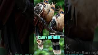 Hoatzin: The Most Unique Bird in the Amazon! 🌿🦜\