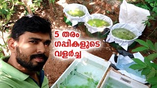 ഒരു മാസത്തെ 5 തരം ഗപ്പികളുടെ വളർച്ച My Farming | EP #45 | Guppy growth