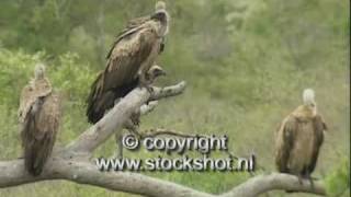 witruggier - white-backed vulture - gyps africanus