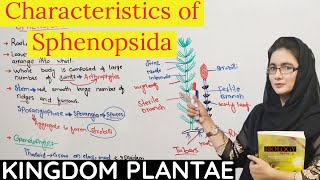 SPHENOPSIDA | Seedless vascular plant | Tracheophytes| urdu+ hindi