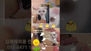 #김해해피몽 #김해고양이분양 #김해먼치킨분양 #집사구함💕 #화이트먼치킨 #귀여운고양이🐱 #김해강아지분양 #고양이분양중 #고양이분양샵