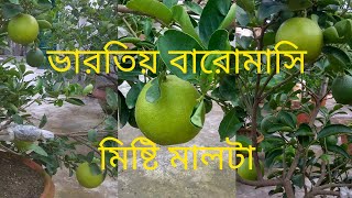 ভারতিয় বারোমাসি মিষ্টি মালটা|Indian all time Malta|Sadabahar Malta farming in India