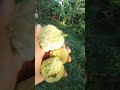 ផ្លែទៀបល្អៗ fruit shortvideo fruit youtube lifestyle subscribe nature views like love