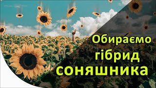 Как выбрать гибрид подсолнечника?