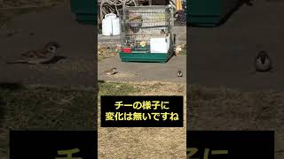 雀　チーの友達とコラボ　#shorts