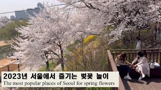 2023년 현재 서울에서 가장 핫한 벚꽃 명소 (ft. The most popular places for spring flower picnic in Seoul)