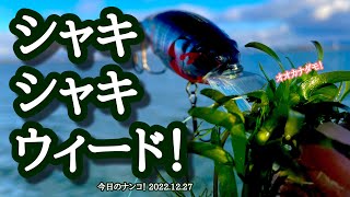 【今日のナンコ！2022.12.27】シャキシャキウィード！【琵琶湖バス釣り】