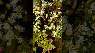 Beautiful chrysanthemum blooming #youtubeshorts #trending #shorts